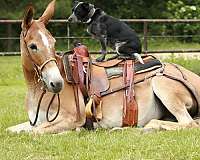 ranch-mule