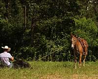 ranch-versatility-mule