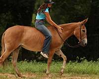 ranch-work-mule