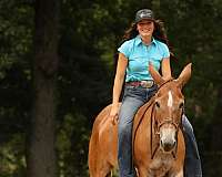 roping-mule