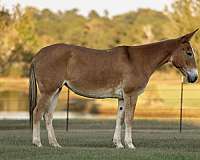 show-mule