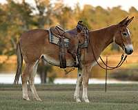 trail-mule