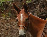 trail-riding-mule