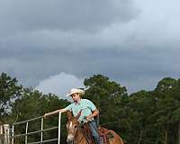 western-riding-mule