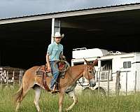 working-cattle-mule