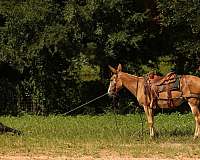 red-dun-mule-mare
