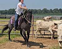 athletic-quarter-horse