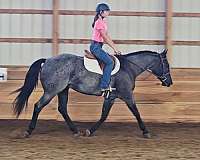 calf-roping-quarter-horse