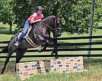 flashy-quarter-horse