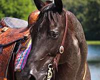 jumping-quarter-horse