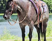horsemanship-quarter-horse