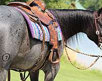 kid-safe-quarter-horse