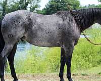 performance-quarter-horse