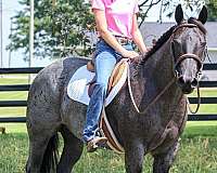 ranch-quarter-horse