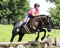 ranch-versatility-quarter-horse