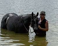 ranch-work-quarter-horse