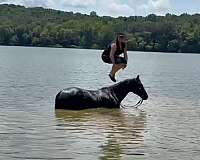 ridden-english-quarter-horse