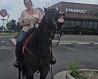 ridden-western-quarter-horse