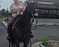 roping-quarter-horse