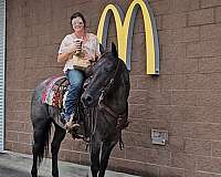 show-quarter-horse