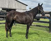 none-horse