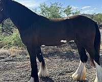 black-blaze-3-white-socks-horse