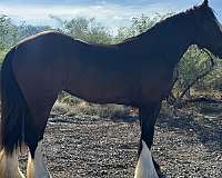 meadows-gypsy-vanner-horse