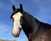 river-gypsy-vanner-horse