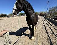 rivers-gypsy-vanner-horse