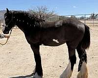 backs-filly
