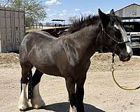 meadows-filly