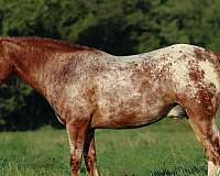 cross-gypsy-vanner-horse