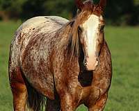 athletic-gypsy-vanner-horse