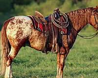 flashy-gypsy-vanner-horse