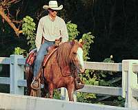 husband-safe-gypsy-vanner-horse