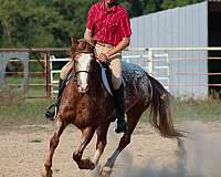 jumping-gypsy-vanner-horse