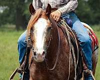 ranch-gypsy-vanner-horse