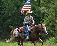 ranch-work-gypsy-vanner-horse
