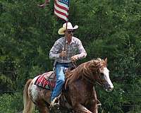 ridden-english-gypsy-vanner-horse