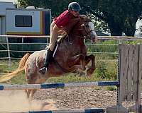 ridden-western-gypsy-vanner-horse