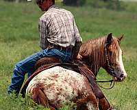 trail-gypsy-vanner-horse