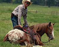 trail-riding-gypsy-vanner-horse
