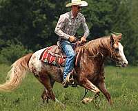 working-cattle-gypsy-vanner-horse