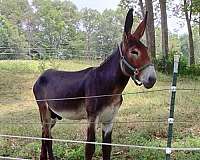 donkey-stallion