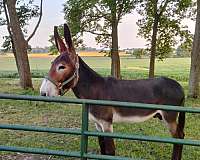 donkey-for-sale