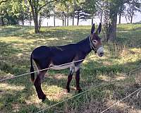 head-donkey