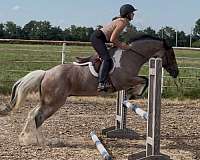 athletic-gypsy-vanner-horse