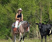 driving-gypsy-vanner-horse