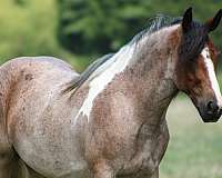 parade-gypsy-vanner-horse