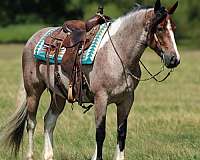 performance-gypsy-vanner-horse